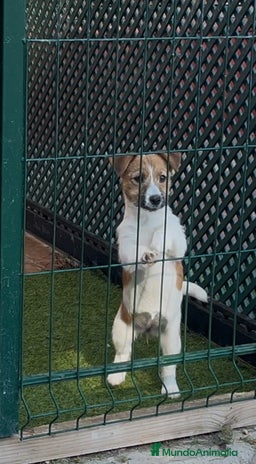 Jack Russell Terrier perros - Anuncio 1