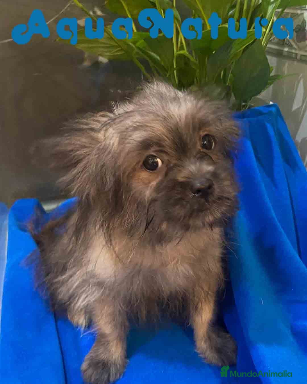 Raza Mixta perros en venta: Havapom Macho de Kyi Junior 4564 AQUANATURA - Anuncio 3