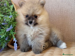 Pomerania perros - Anuncio 3