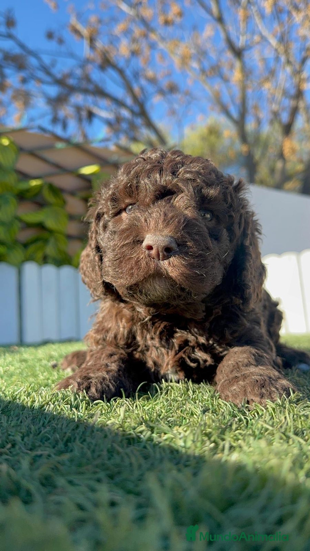 Perro de Agua Español perros en venta: PERRO DE AGUA ESPAÑOL - Anuncio 16