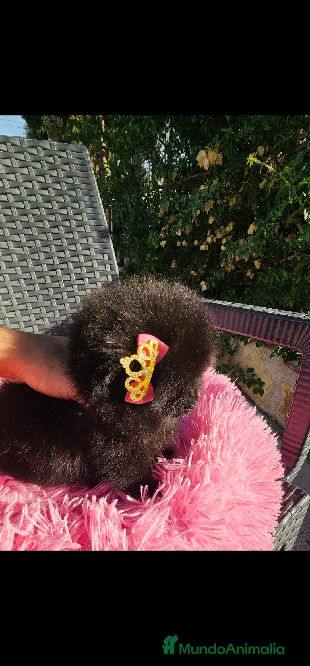 Pomerania perros en venta: Preciosa hembrita negra - Imagen 2