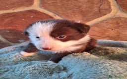 Border Collie perros en venta: BORDER COLLIE MACHO  en Murcia - Imagen 3