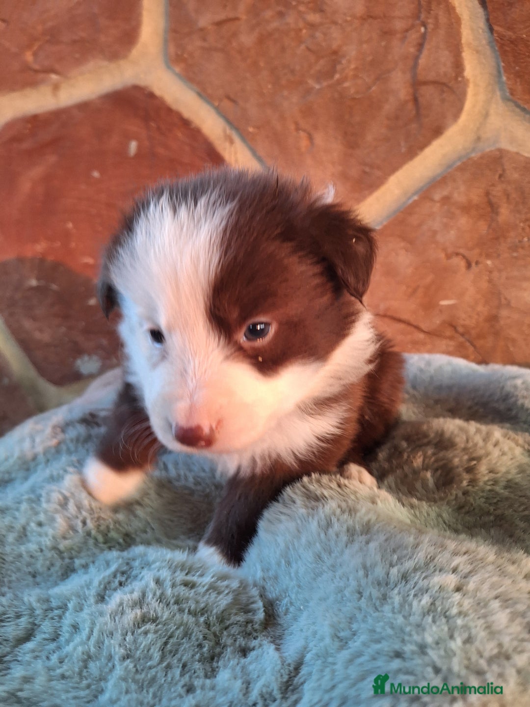 Border Collie perros en venta: BORDER COLLIE MACHO  en Murcia - Imagen 3