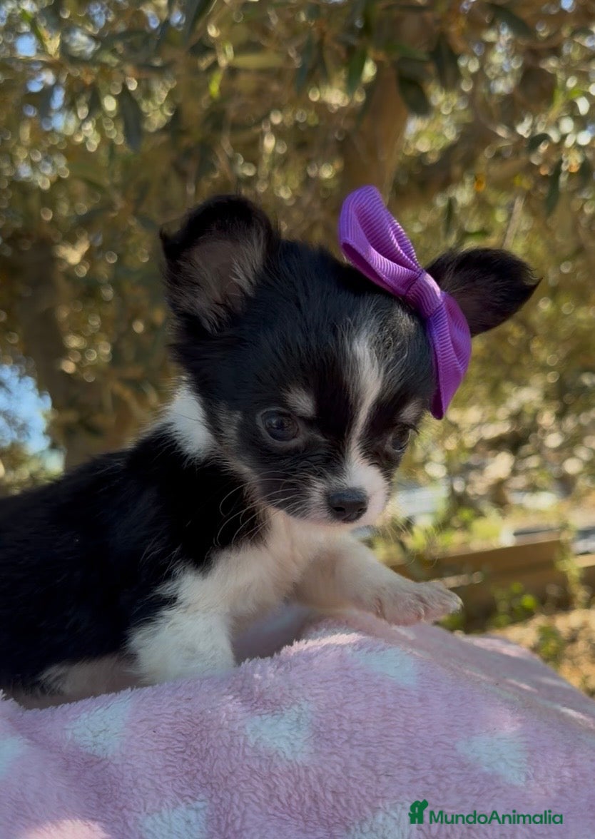Chihuahua perros Chihuahua  - Anuncio 1