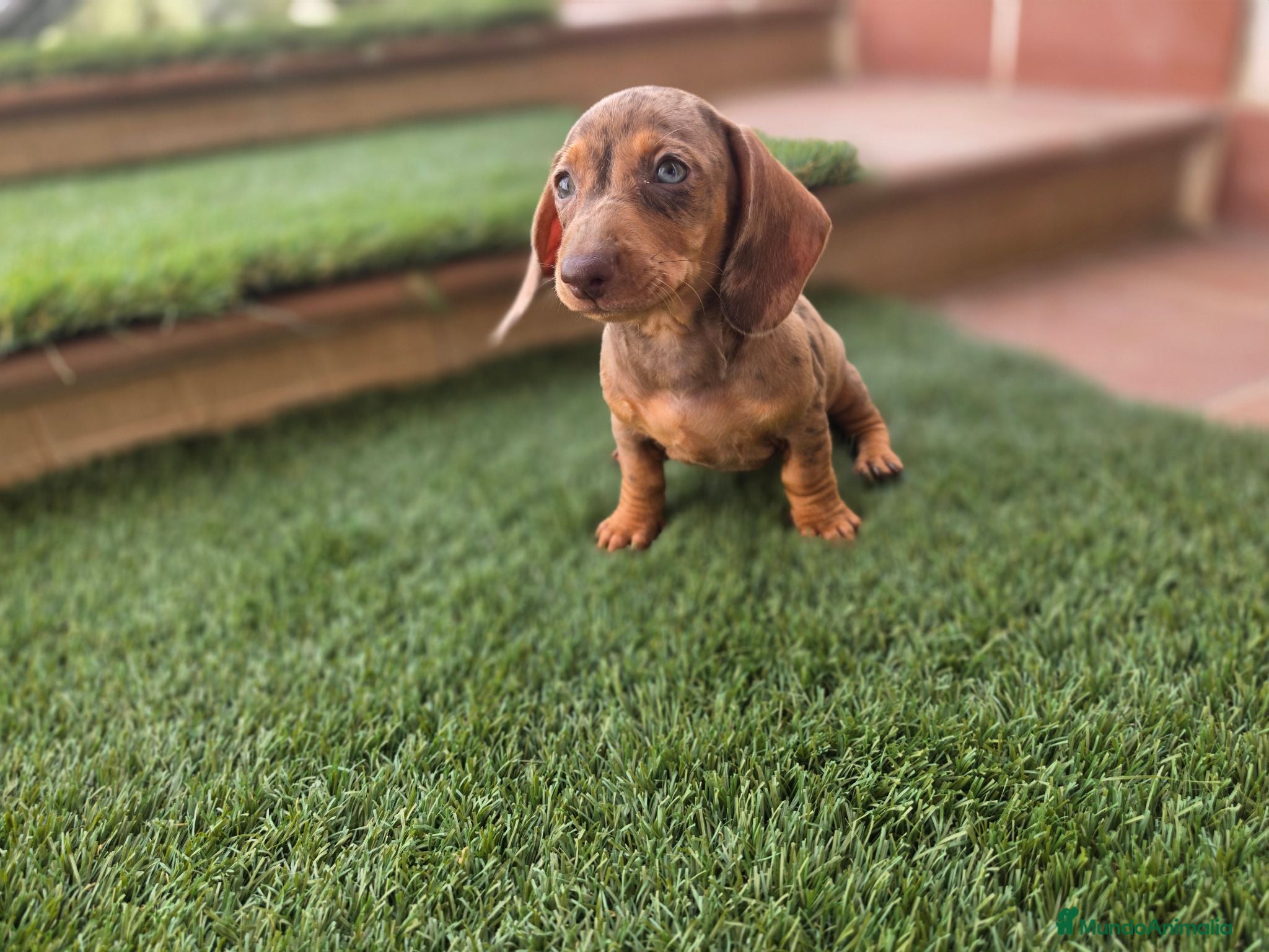 Teckel Miniatura perros TECKEL MINIATURA ARLEQUIN - Anuncio 3