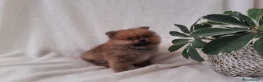 Pomerania Cachorro 5