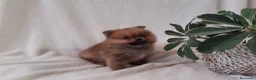 Pomerania perros en venta: PRECIOSO CACHORITO DE POMERANIA TOY  - Anuncio 11