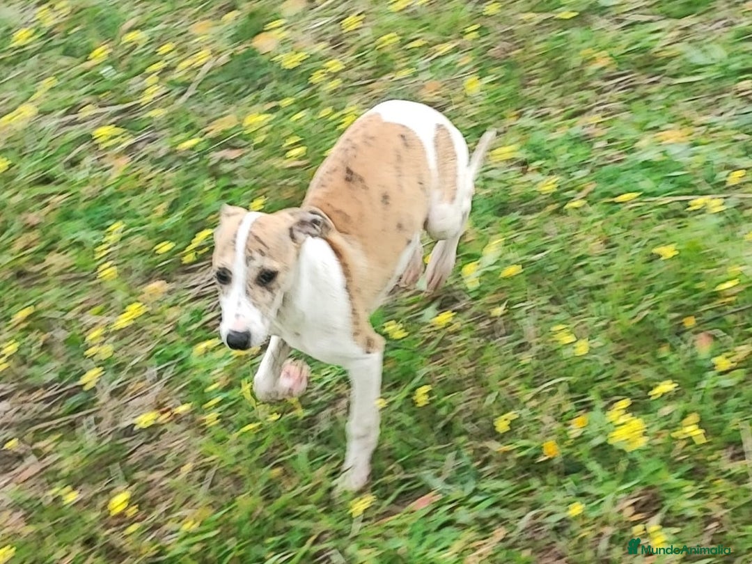 Whippet perros en venta: Whippet hembra - Anuncio 5