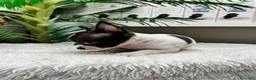 Chihuahua perros en venta: CHIHUAHUA - Anuncio 8