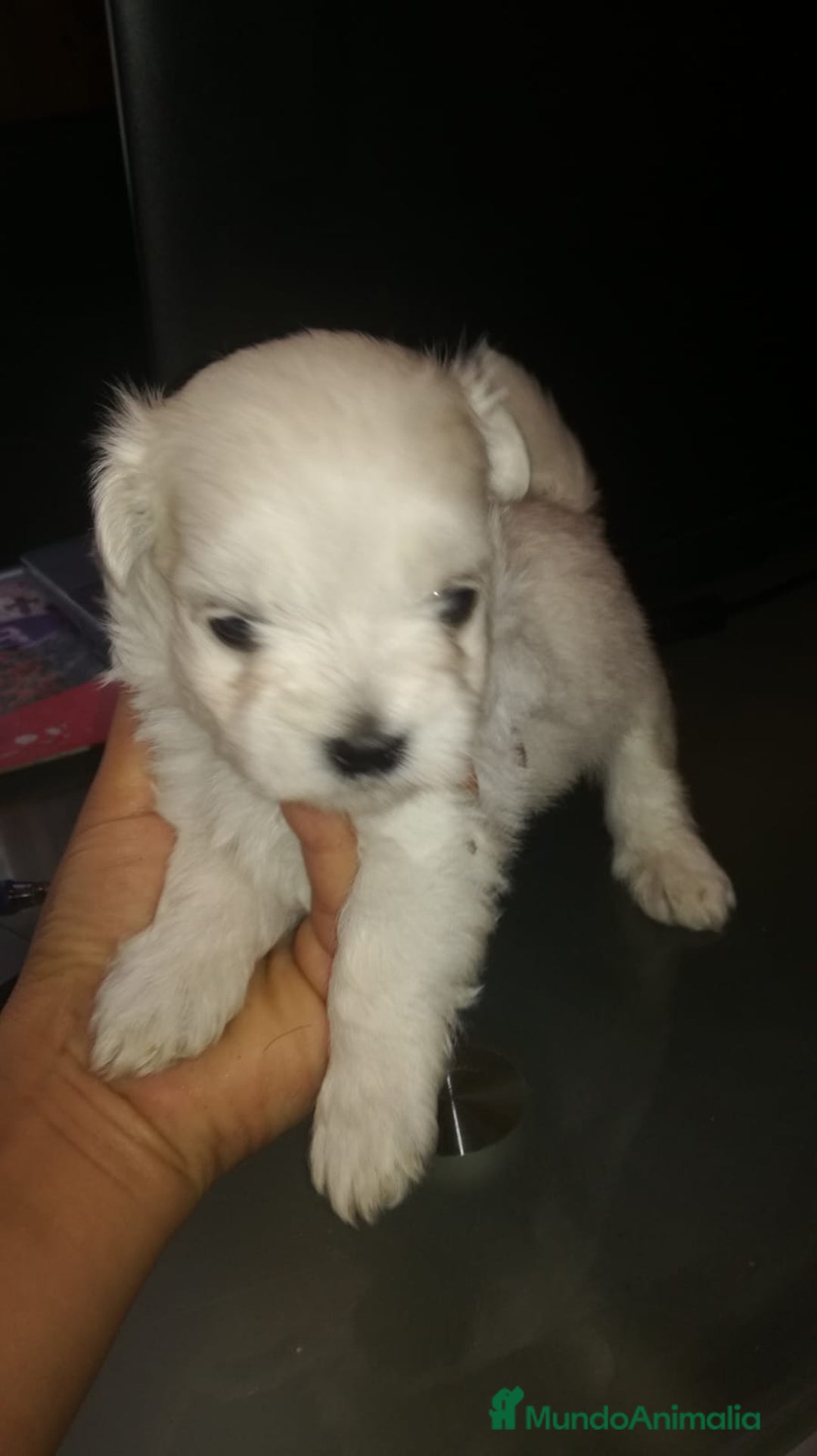Bichón Maltés perros en venta: cachorros de Bichon Maltes toy  - Imagen 3