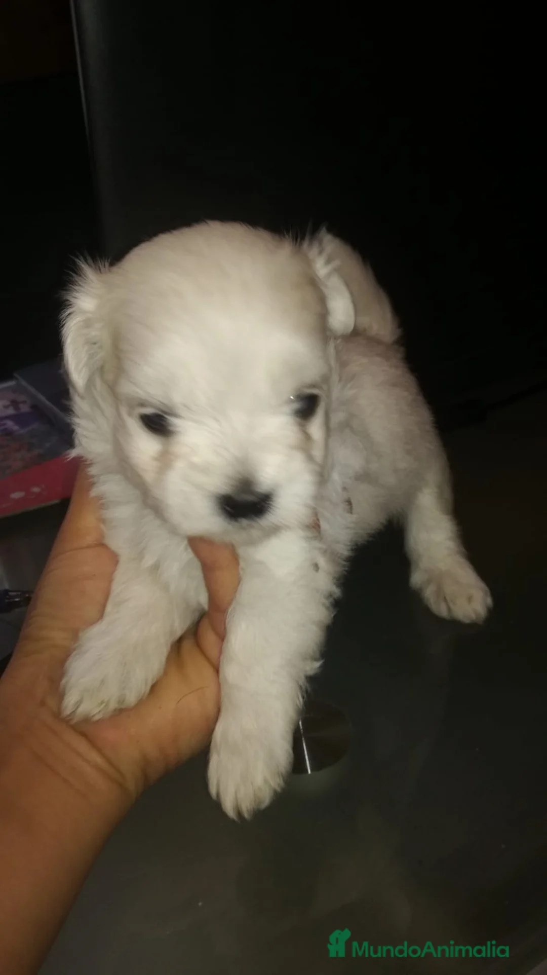 Bichón Maltés perros en venta: cachorros de Bichon Maltes toy  - Anuncio 3