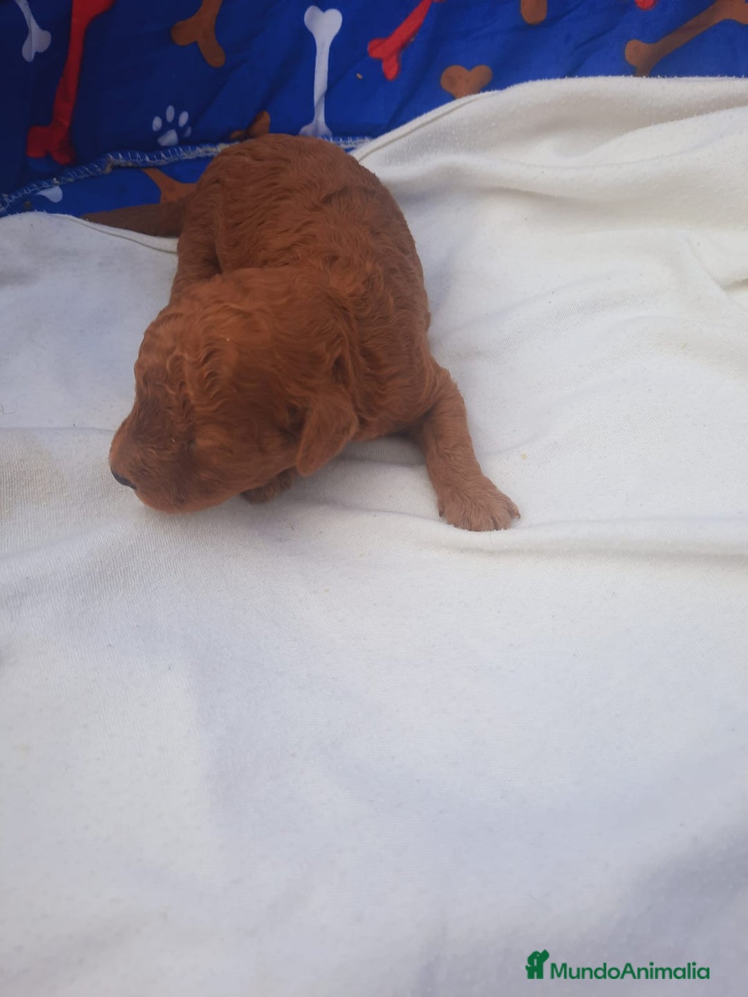 Caniche Toy perros en venta: Espectacular camada de caniches toys rojos machos  - Anuncio 3