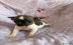 Chihuahua perros en venta: Chihuahua micro toy ruso - Imagen 11