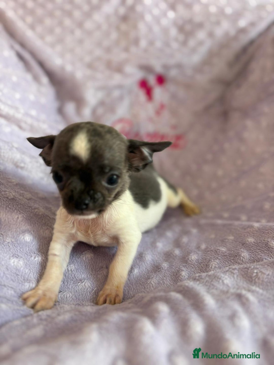 Chihuahua perros en venta: Chihuahua micro toy ruso - Imagen 11