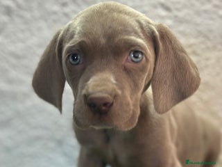 Braco Alemán de Pelo Corto perros en Madrid - Anuncio 2