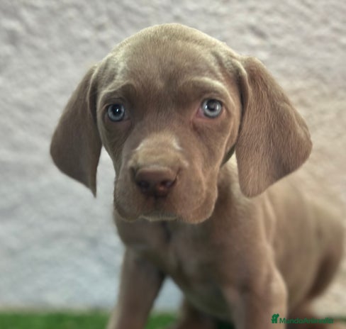 Braco Alemán de Pelo Corto perros en Madrid - Anuncio 2