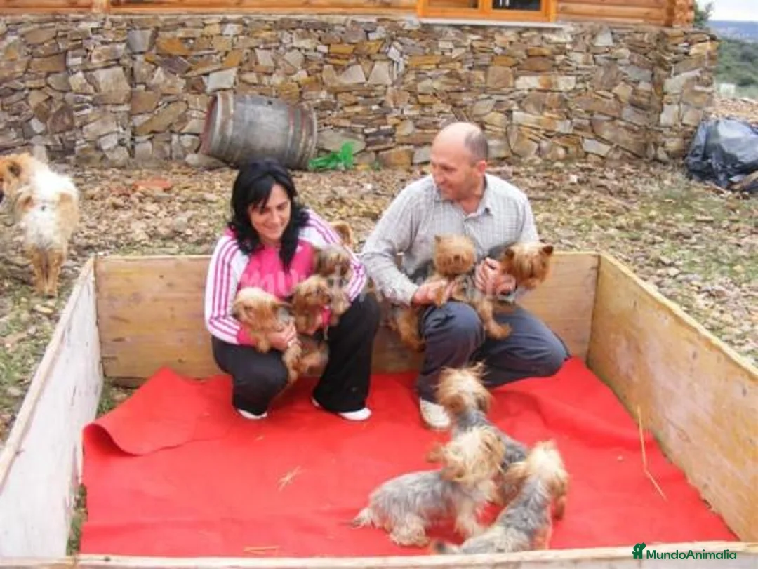 Imagen de galería {{count}}