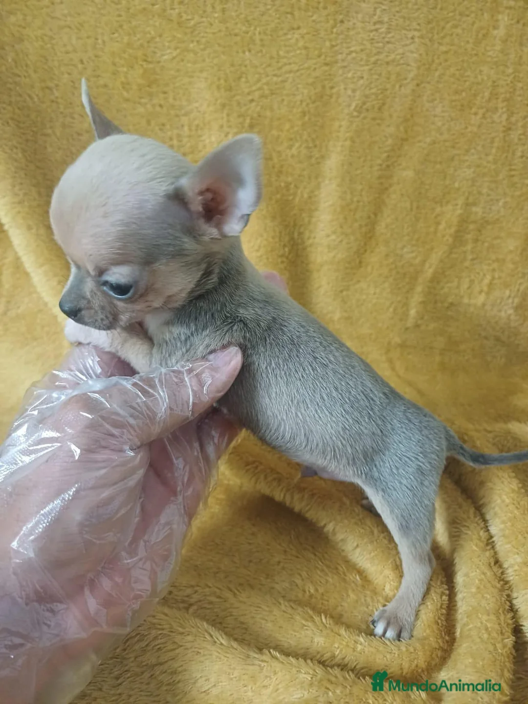 Chihuahua perros en venta: Chihuahua Mini  - Anuncio 3