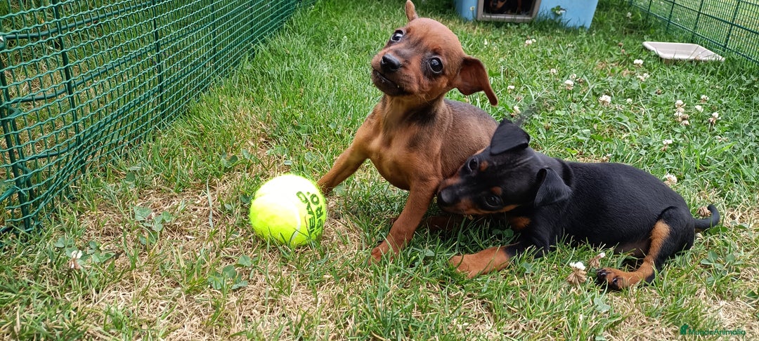 Pinscher Miniatura perros en venta: Pinscher Miniatura  - Imagen 3