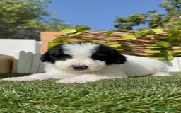 Perro de Agua Español perros en venta: PERRO DE AGUA ESPAÑOL MACHO - Imagen 12