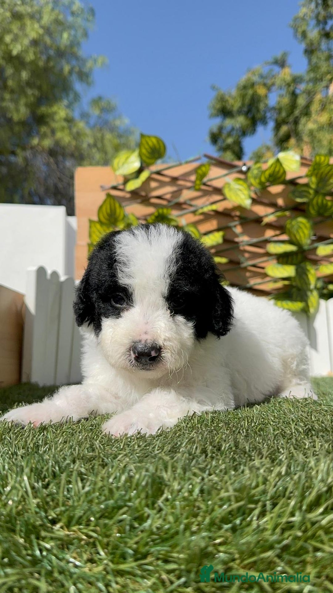 Perro de Agua Español perros en venta: PERRO DE AGUA ESPAÑOL MACHO - Imagen 12