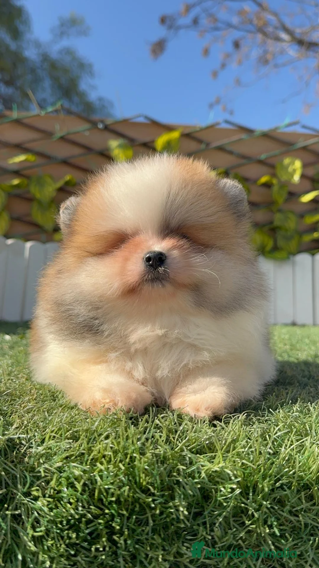 Pomerania perros en venta: POMERANIA - Anuncio 10