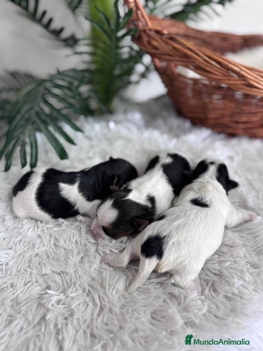 Yorkshire Terrier perros en venta: YORKSHIRE BIEWER HEMBRAS - Anuncio 5