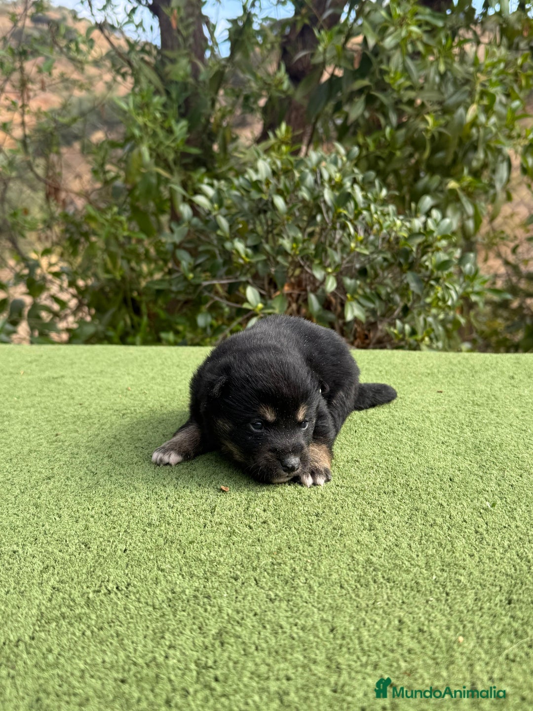 Shiba Inu perros en venta: Shiba Inu se abren reserva para final de noviembre - Imagen 2
