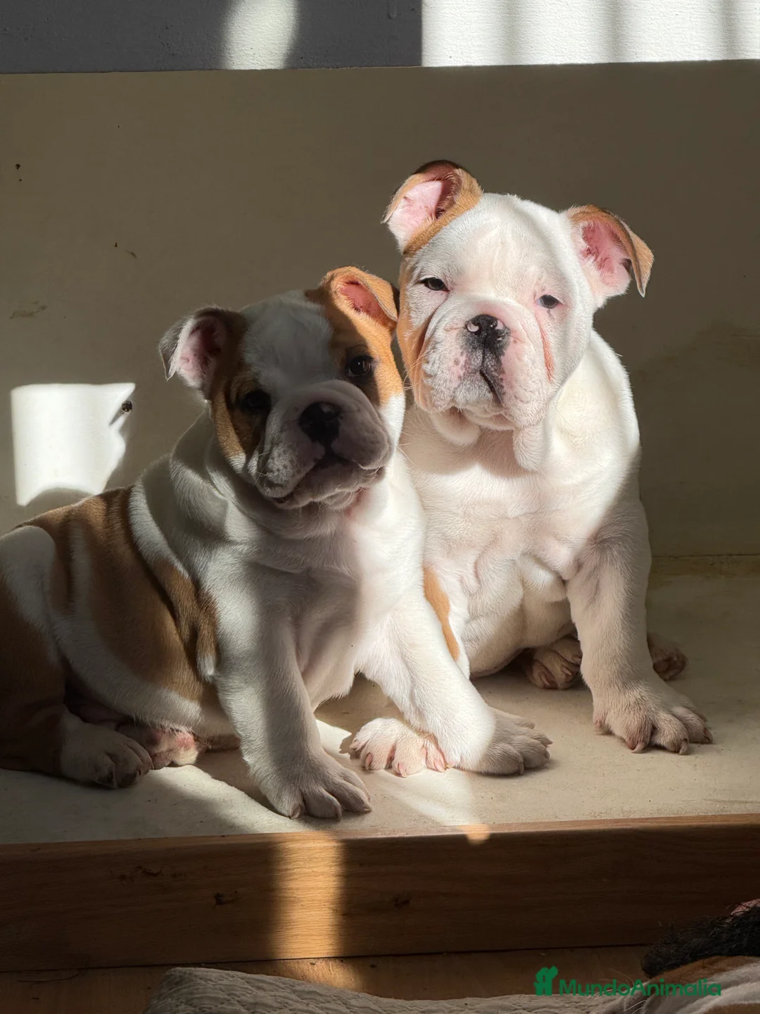 Bulldog Inglés perros en venta: Disponibles bulldog ingles  - Anuncio 2