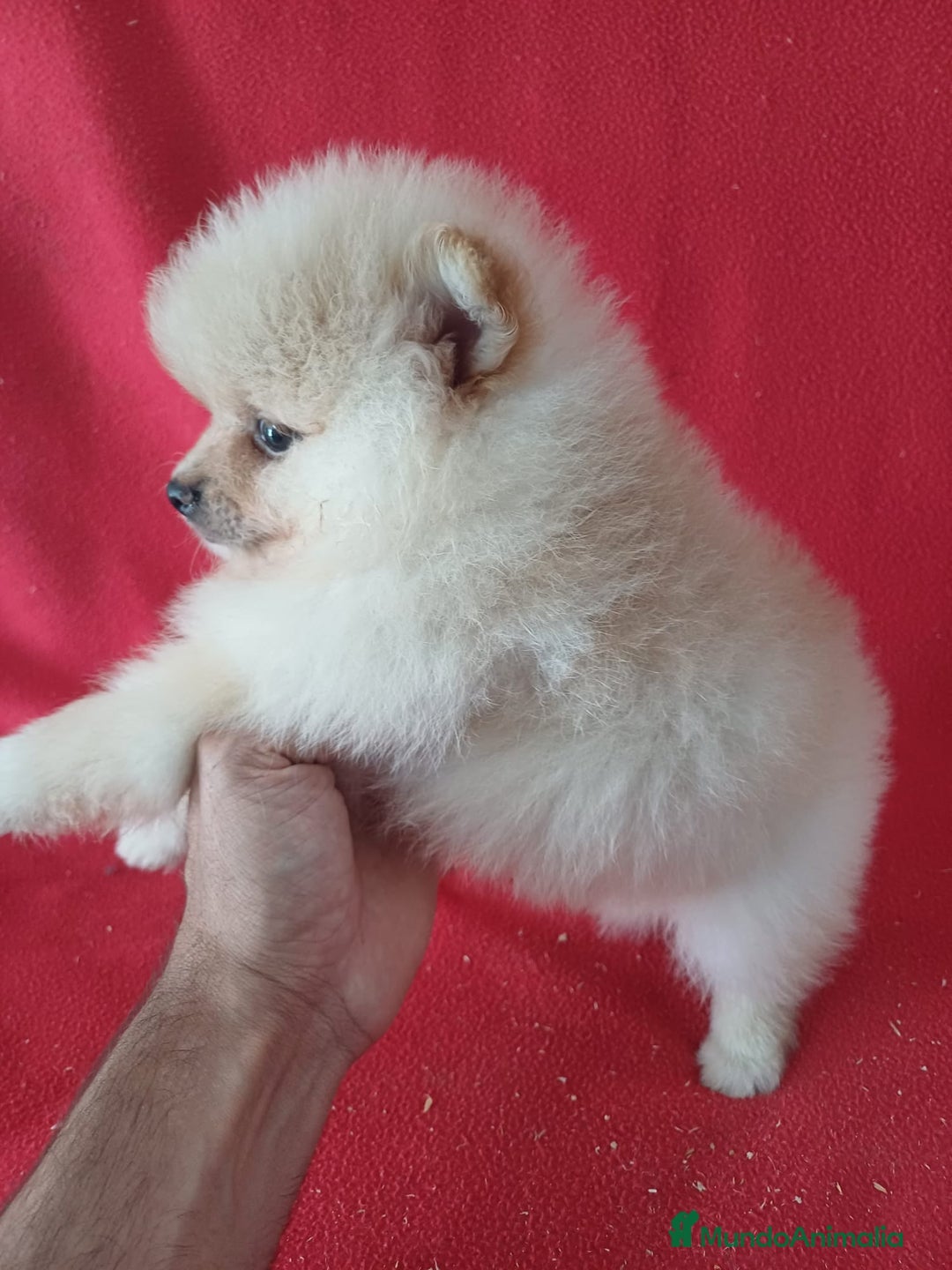 Pomerania perros en venta: Pomerania Lulu  - Imagen 2