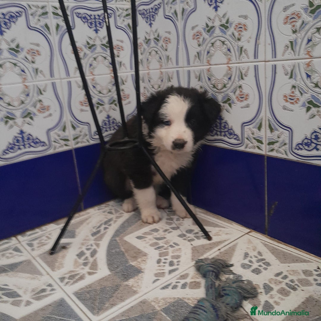 Border Collie perros en venta: BORDER COLLIE - Anuncio 4