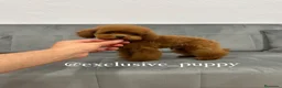 Caniche Toy perros en venta: ♥️ Caniche Asiático TeaCup 🔝 - Anuncio 3