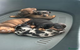 Teckel perros en venta: Teckel hembra  - Imagen 1
