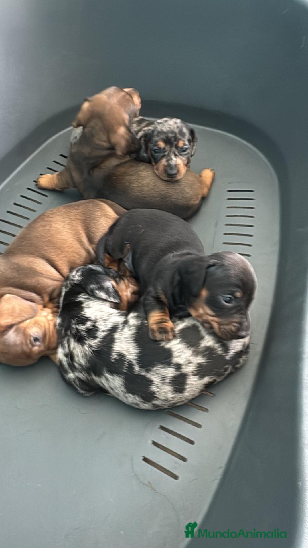Teckel perros en venta: Teckel hembra  - Imagen 1