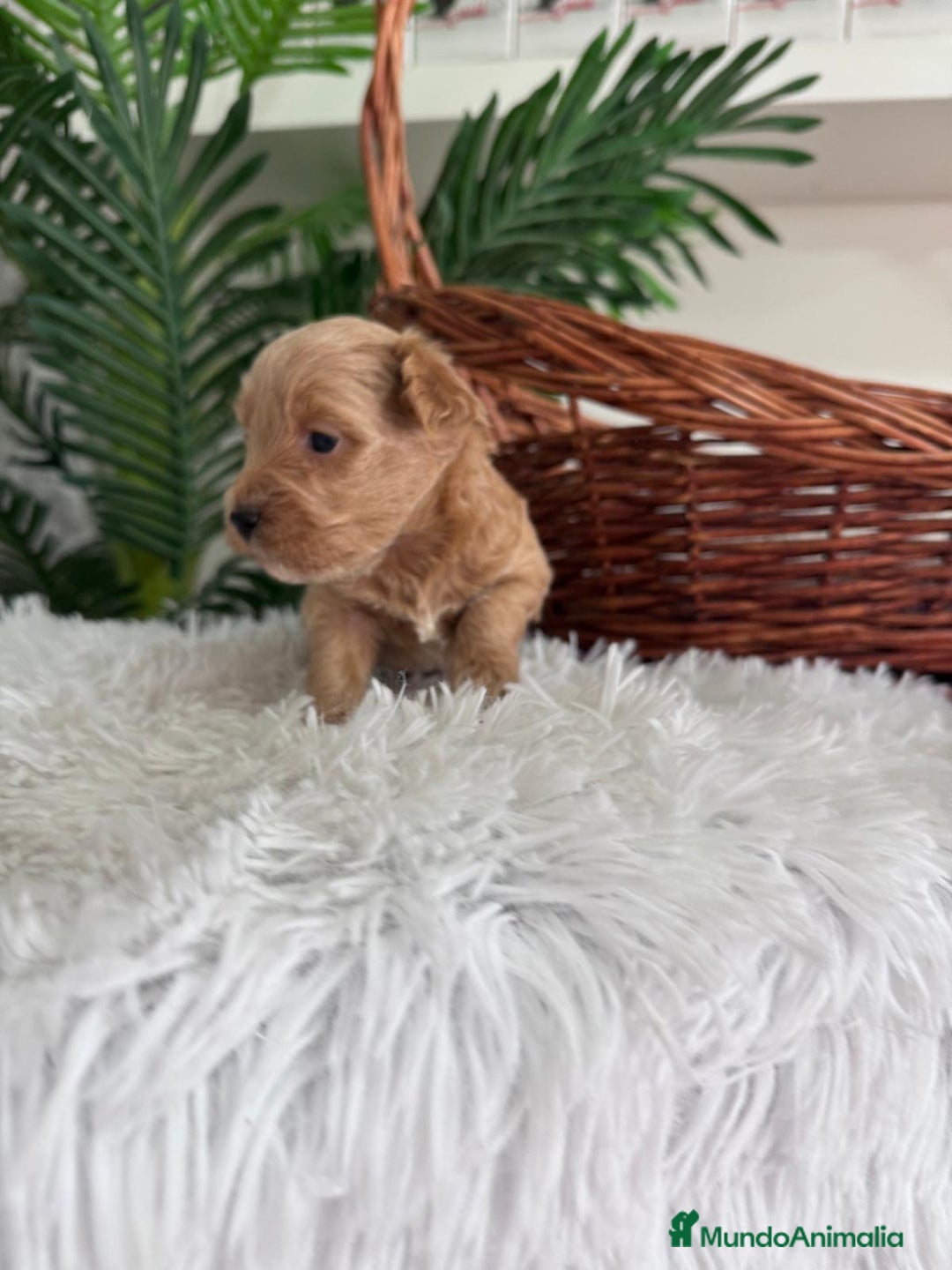 Maltipoo perros en venta: MALTIPOO - Imagen 10