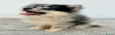 Pomerania 1