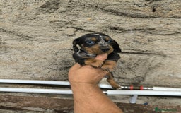 Teckel Miniatura perros en venta: Camadas disponibles de teckel - Imagen 7