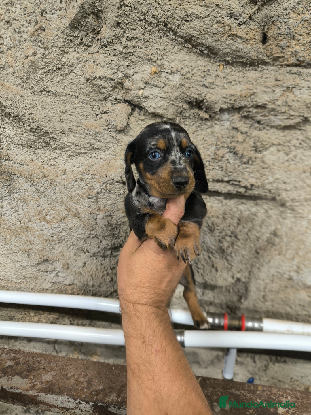 Teckel Miniatura perros en venta: Camadas disponibles de teckel - Imagen 7