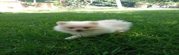 Pomerania perros en venta: Disponible hembra de pomerania de calidad  - Anuncio 3