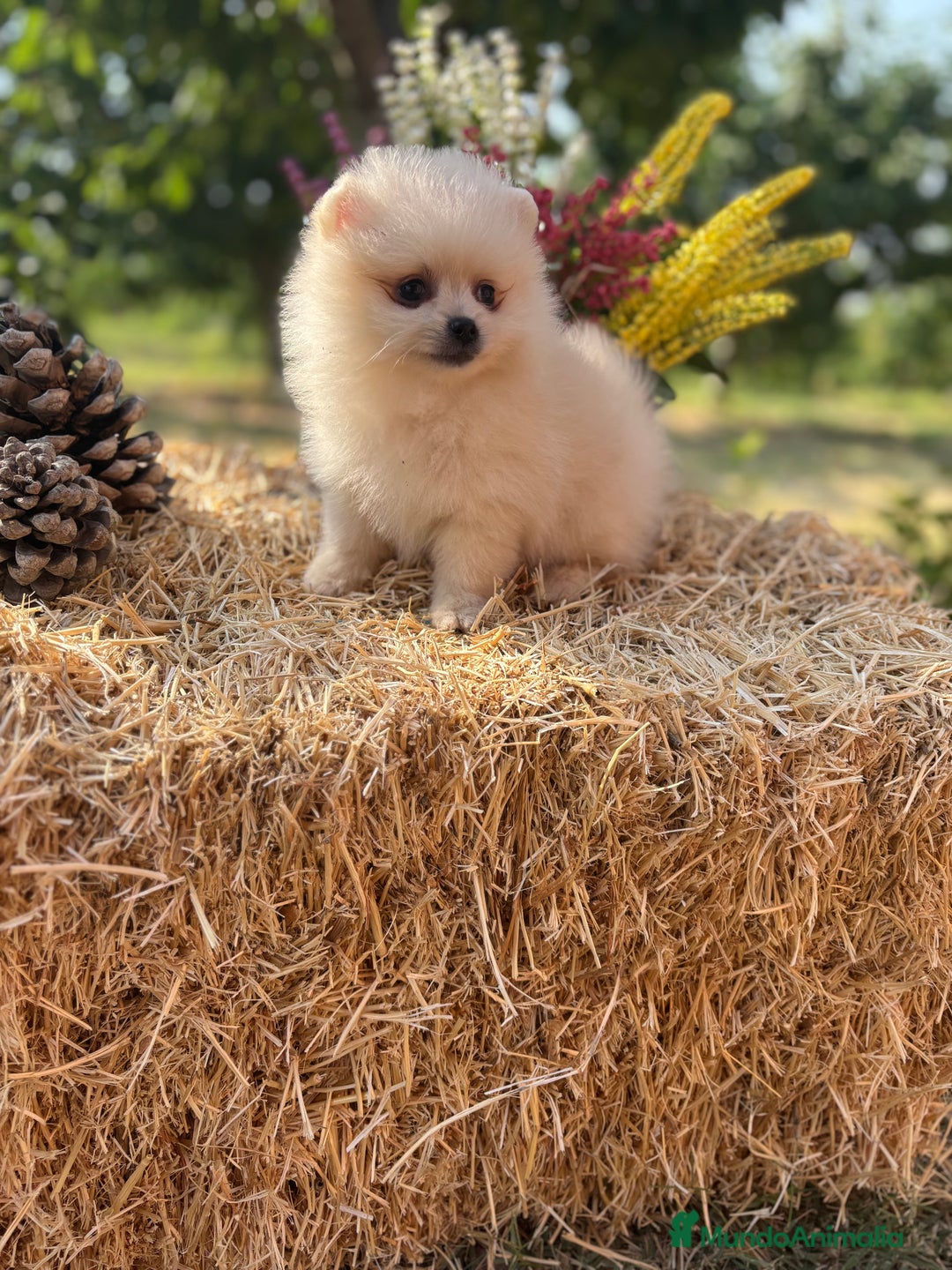 Pomerania perros en venta: Pomerania Macho disponible  - Imagen 3