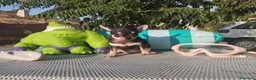 Chihuahua perros en venta: Chihuahuas mini toy - Anuncio 6