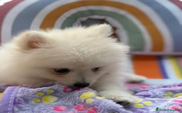 Pomerania perros en venta: Lulu pomerania toy  - Imagen 6