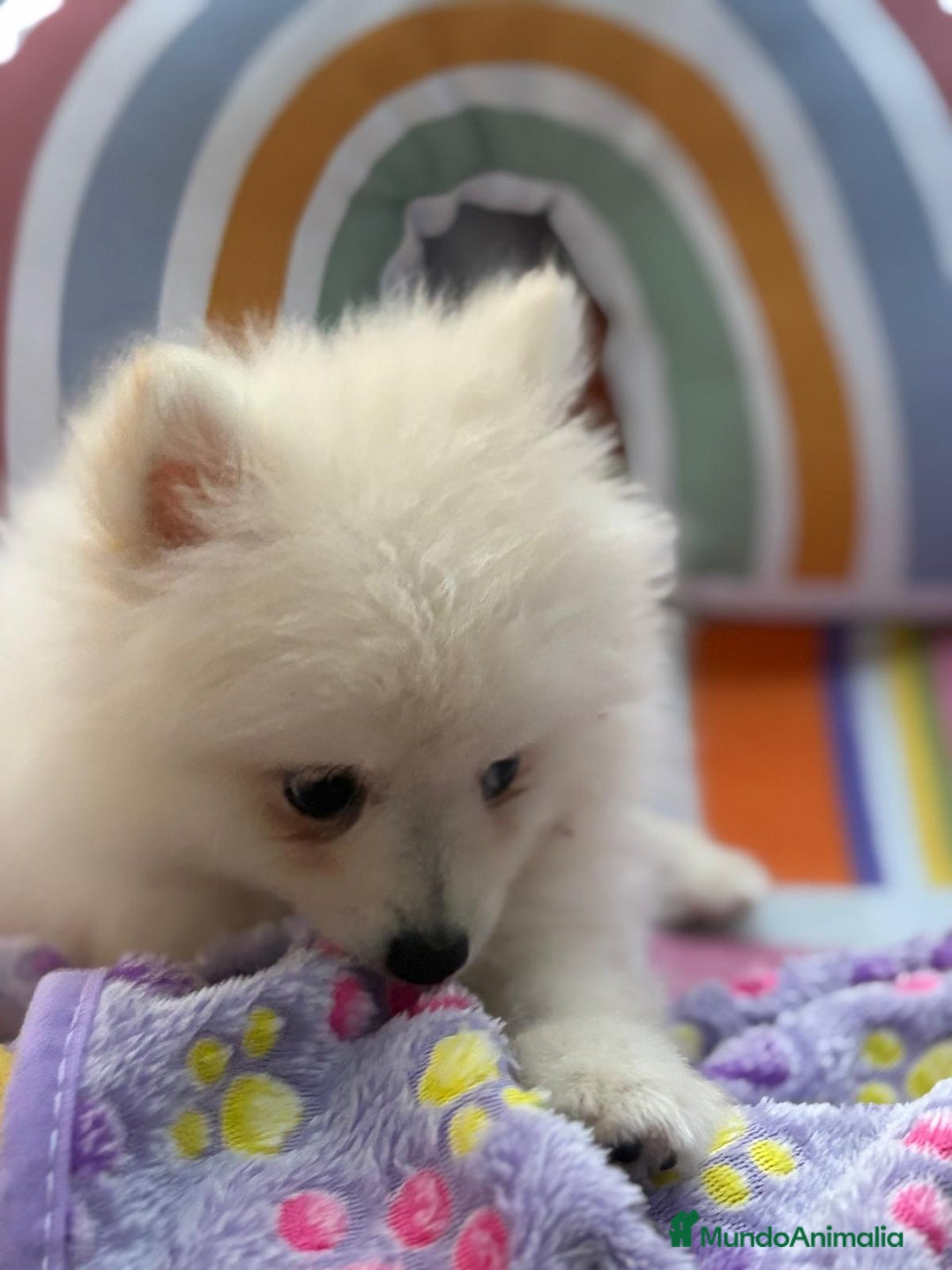 Pomerania perros en venta: Lulu pomerania toy  - Imagen 6