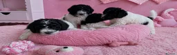 Perro de Agua Español perros en venta: CACHORROS DE PERRO DE AGUA  - Anuncio 1