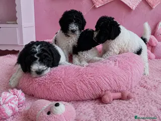 Perro de Agua Español perros CACHORROS DE PERRO DE AGUA - Anuncio 1