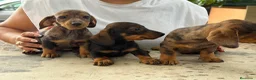 Teckel Miniatura perros en venta: Teckel mini  - Anuncio 1