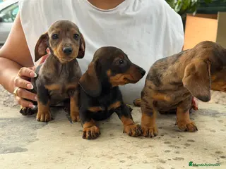 Teckel Miniatura perros Teckel mini - Anuncio 4