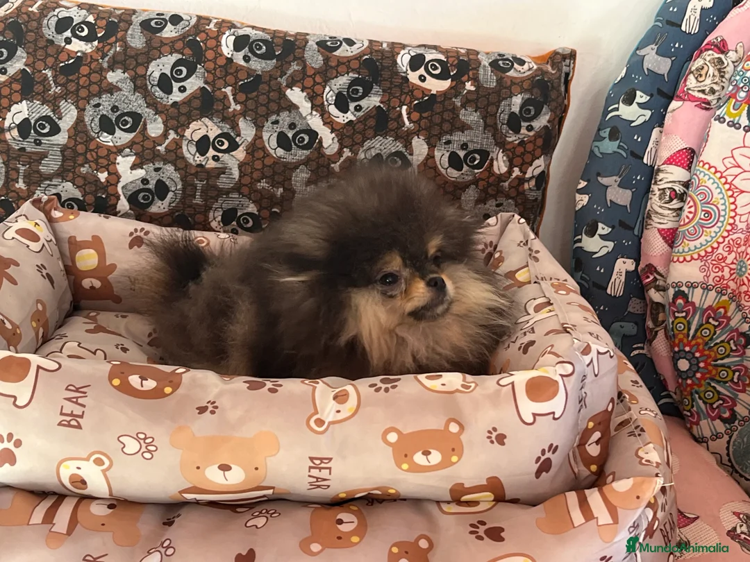 Pomerania perros en venta: Pomerania en Caraby Benidorm  - Anuncio 6