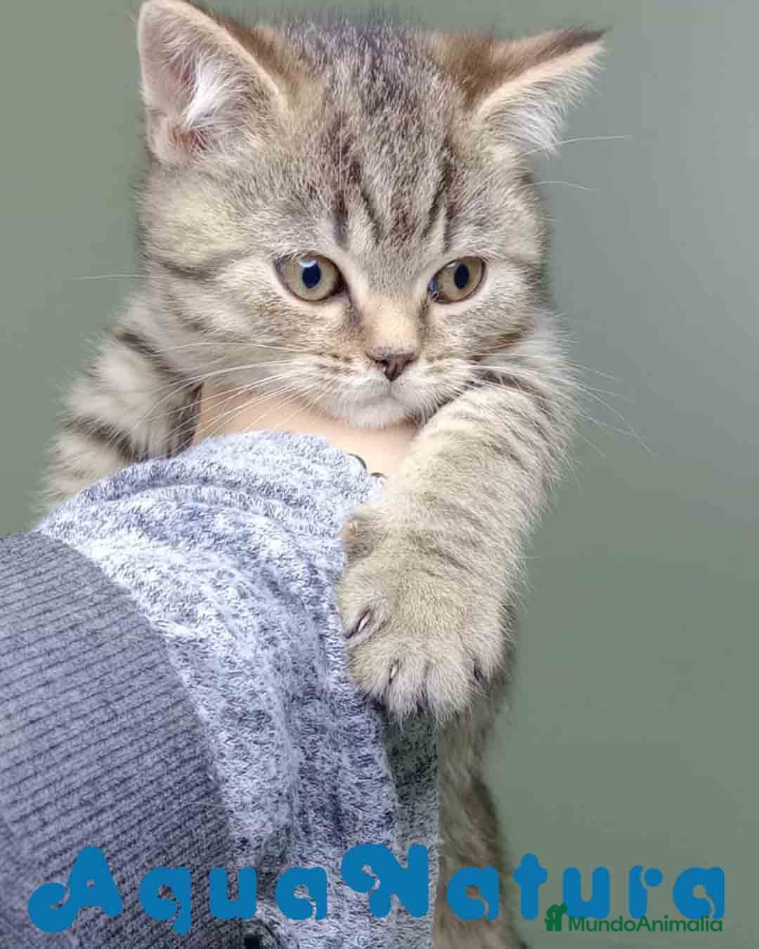 Británico de Pelo Corto gatos en venta: British Macho 4474 AQUANATURA - Anuncio 5