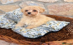 Maltipoo perros en venta: Maltipoo hembra disponible  - Imagen 8
